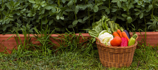 organic vegetables in basket
