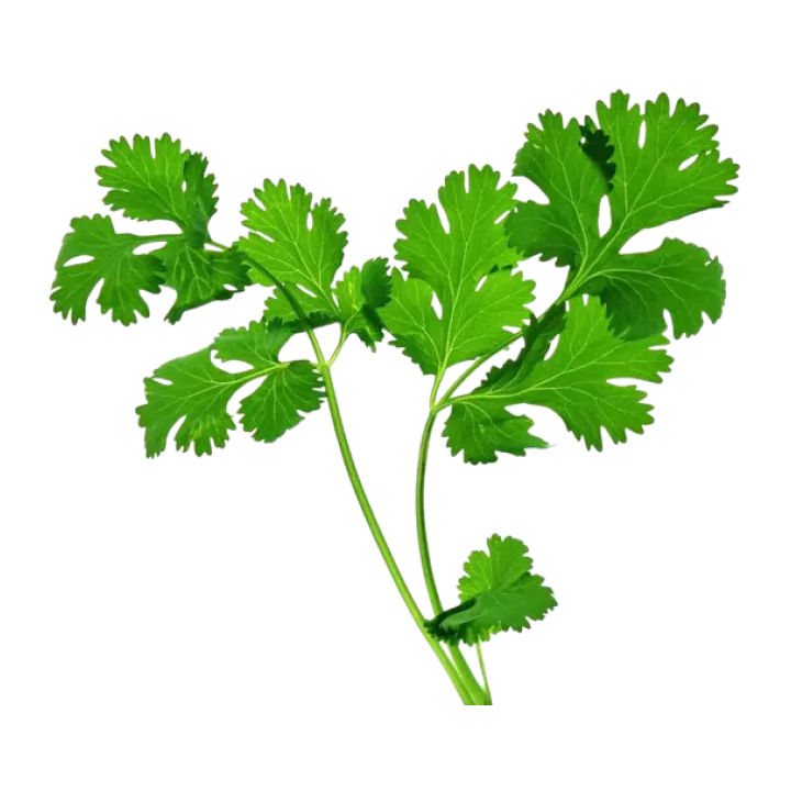 Organic Coriander Fresh