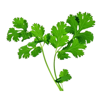 Organic Coriander Fresh