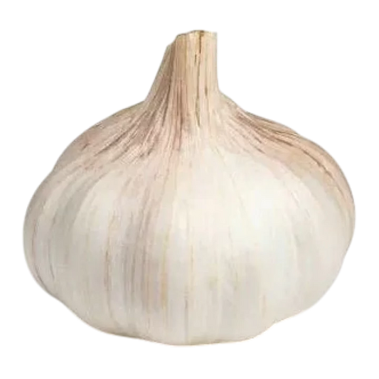 Organic Garlic