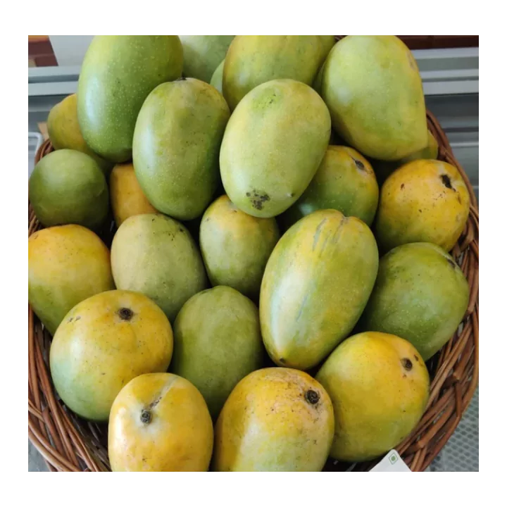 Organic Mango (Kesar) | Naturally Ripened & Carbide Free